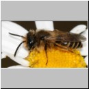 Andrena flavipes - Sandbiene m04.jpg